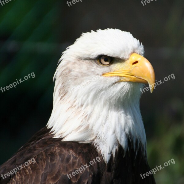 Eagle Bird Of Prey Head Close Up Free Photos