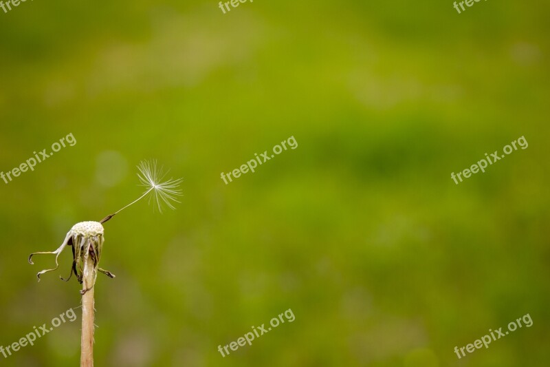 Plant Green Dandelion Spring The Scenery