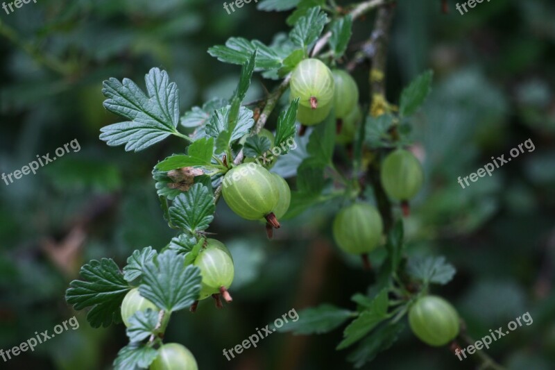 Gooseberry To Maqueraux Croque-lice Fruit Berries Small Fruit