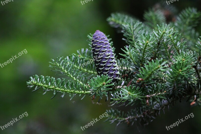 Pinecone Cone Fir Korea Conifer Fir