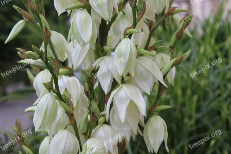 White Lily Lily Flower Lilies Asia