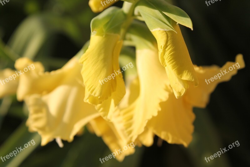 Flower Nature Summer Flowers Garden Wild Flower Wild Flowers