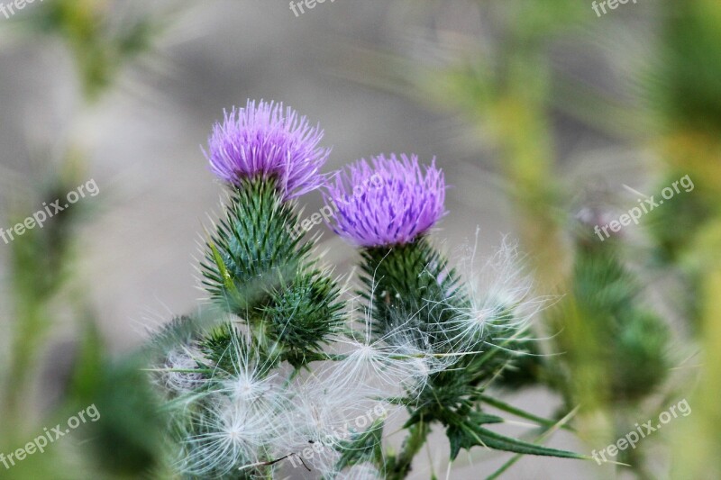 Flower Nature Summer Flowers Garden Wild Flower Wild Flowers