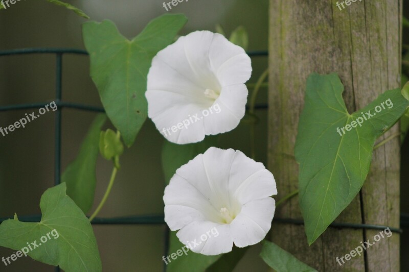 Flower Nature Summer Flowers Garden Wild Flower Wild Flowers