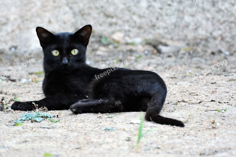 Cat Alone Sitting Black Cat Free Photos