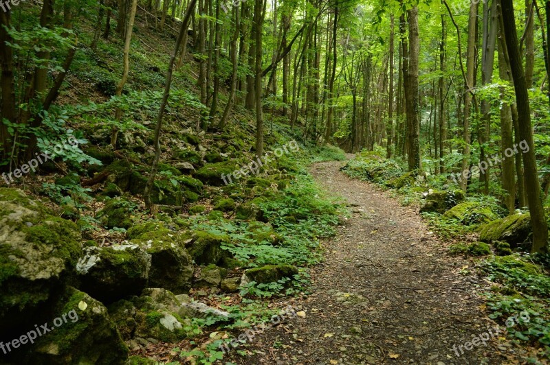 Way Forest Summer Green Mountain Outdoor