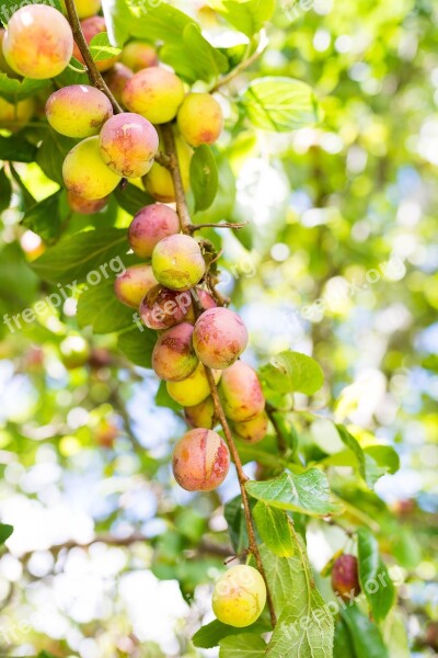 Apples Apple Green Fruits Fruit