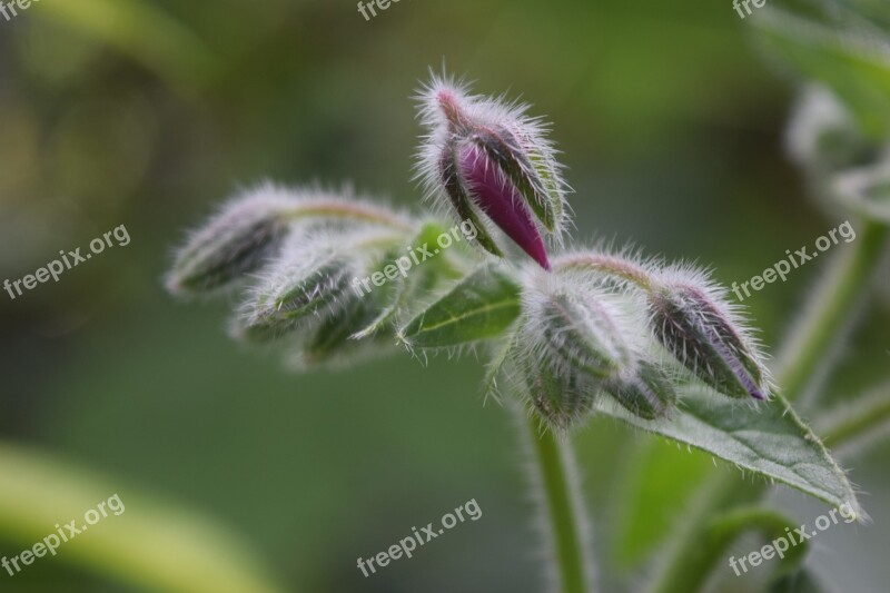 Bud Flower Bud Borage Macro Blossom