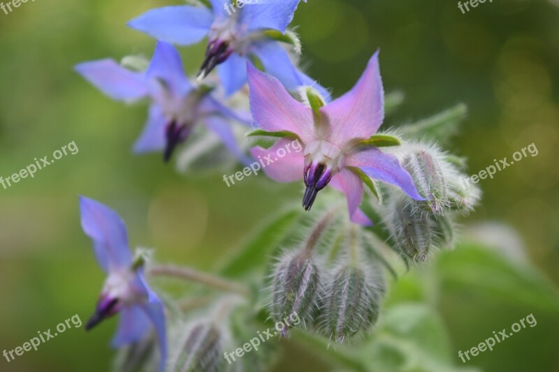 Borage Flowers Borretschblüte Flower Blue Blossom