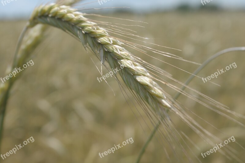 Rye Corn Kłos Grains Field