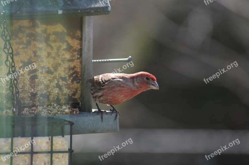 Finch House House Finch Bird Animal