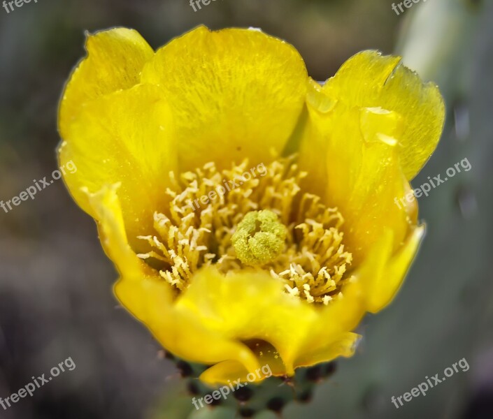 Flower Yellow Flower Prickly Pear Flowering Petals Yellow