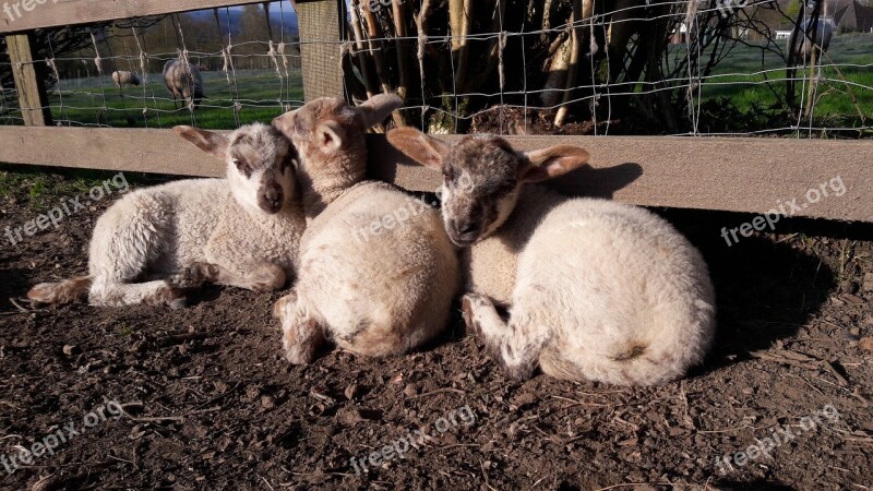 Lamb Young Animal Meadow Pasture Passover