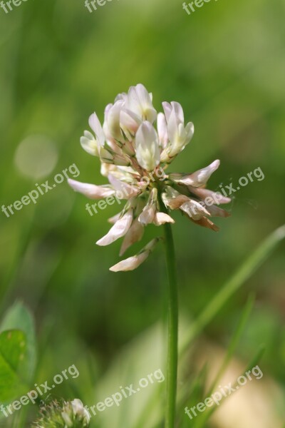 Clover Flower Wild Clover Field Garden