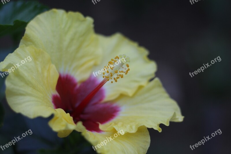 Flower Yellow Yellow Flower Nature Garden