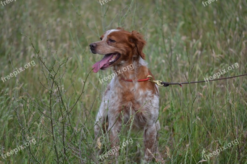 Epagneul Breton Hunting Dog Trained Dog Dog On A Leash