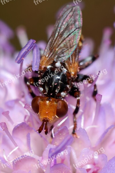 Insect Bow Tie Macro Closeup Nature