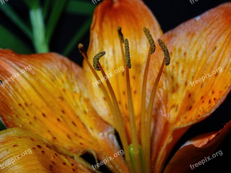 Feuerlilie Yellow Orange Flower Nature