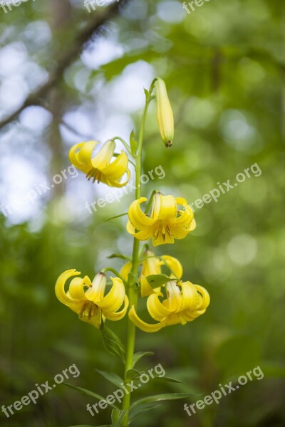 Lily Lilium Kesselringianum Red-listed Plant Yellow Rare Flower