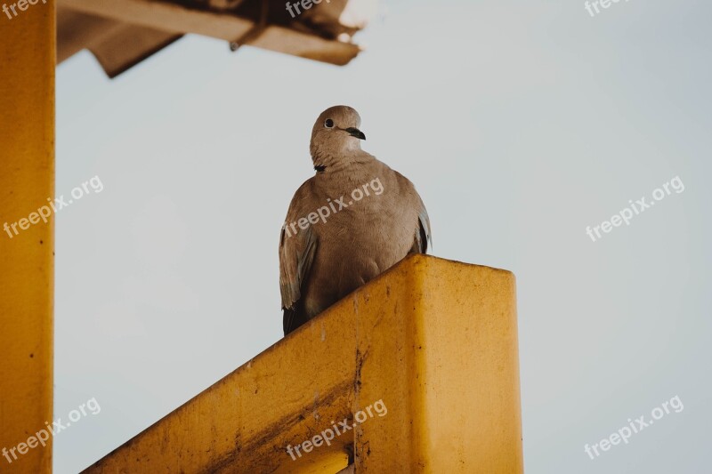 Pigeon City Bird Birds The Breeding Of Pigeons Dove