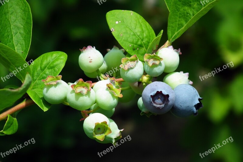 Fruit Bilberry American Blue Fruit Nature Spring