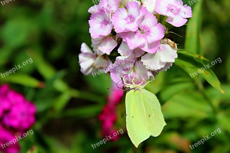 Yellow Butterfly Slovakia Still Life Free Photos