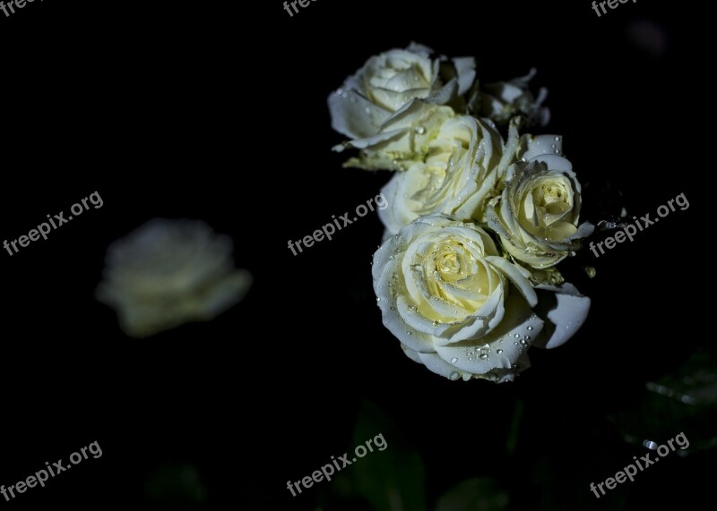 Roses Rose White Flowers Black