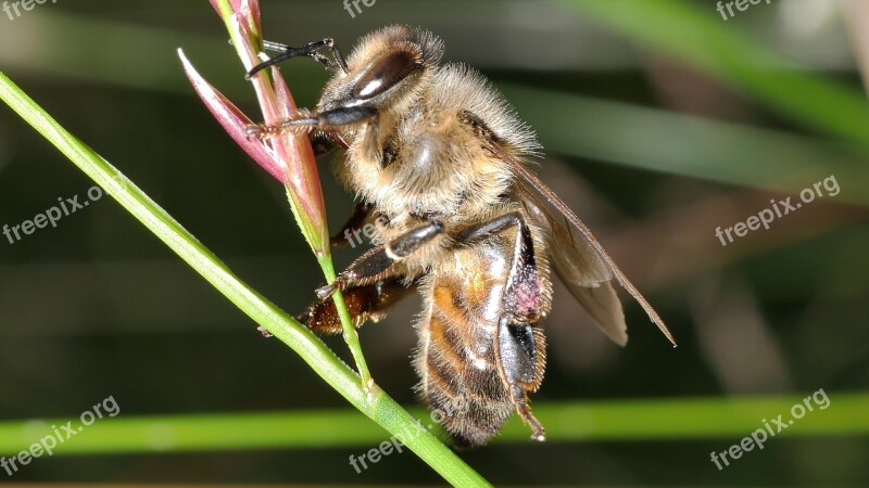 Insect Bee Macro Forage Free Photos