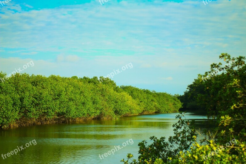 Sea ​​bottom Forest Leaf Fishing Diving