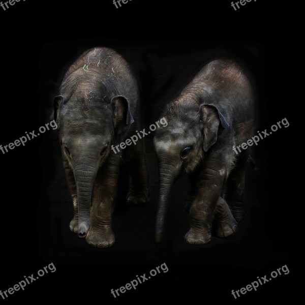 Elephant Animal Pachyderm Calf Elephant Calf