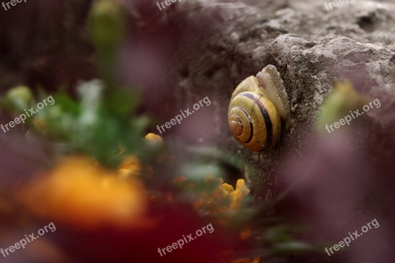 Snail Flowers Fauna Closeup Summer