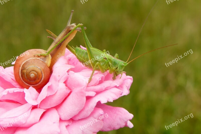 Tettigonia Viridissima Insect Molluscs Snail Rose