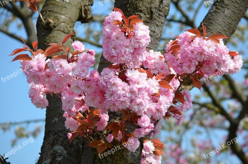 Cherry Blossom Japanese Cherry Blossom Spring Pink Free Photos