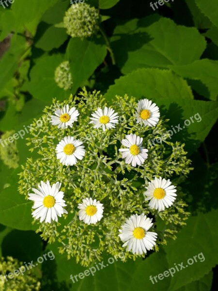 Daisy Flower Garden Hydrangea Flower White