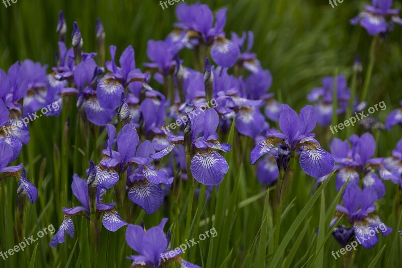 Flower Iris Norway Plant Close Up