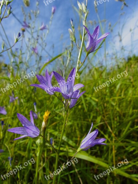 Flower Spring Bellflower Garden Cévennes