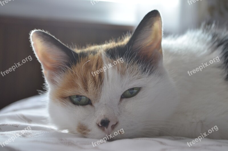 Calico Cat Animal Female Cat One Animal