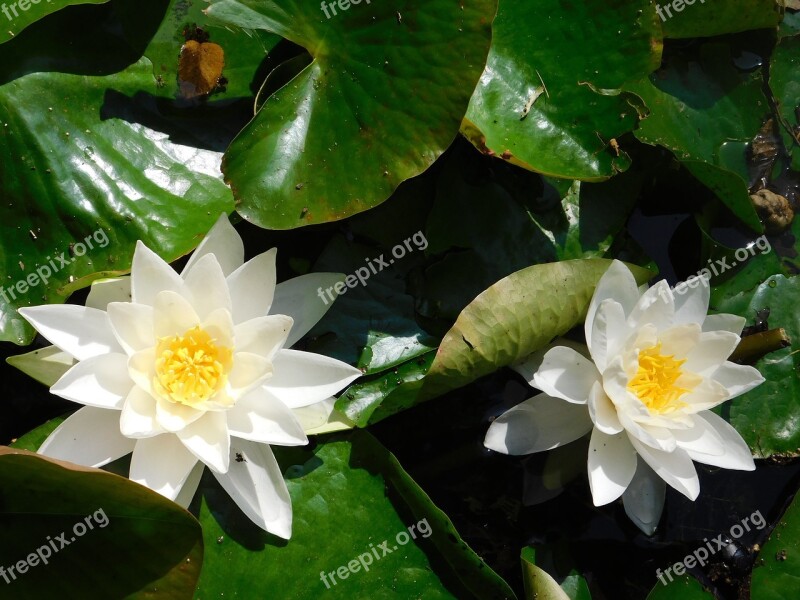 Garden White Garden Flowers Nature Flowers