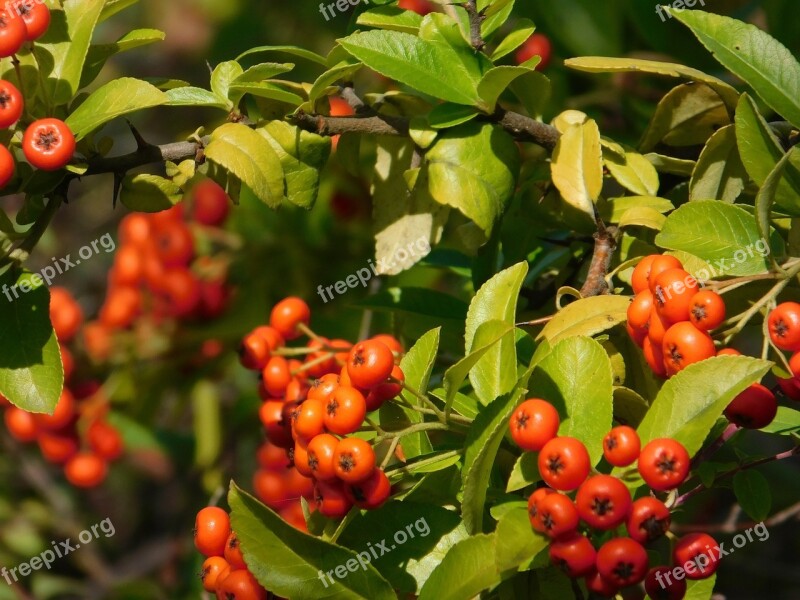 Red Fruits Garden Plant Summer Spring