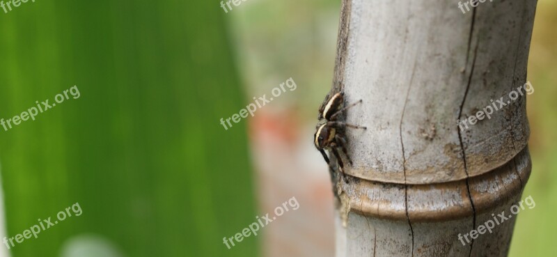 Macro Insect Spider Hunter Colombia Free Photos