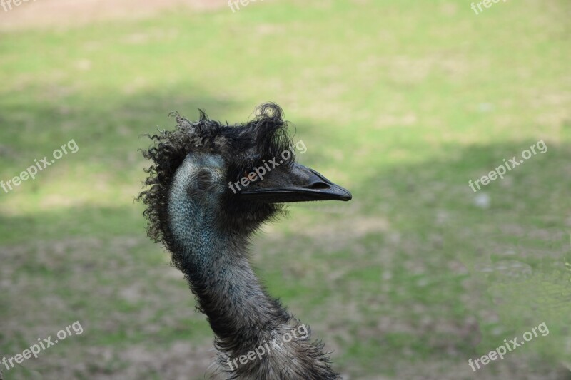 Ostrich Zoo Bird Head Free Photos