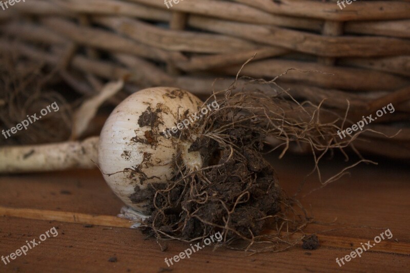 Onion Land Plant Basket Vegetable Garden