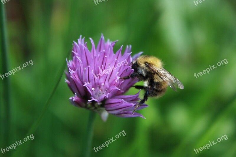 Bee Gathering Nectar Flying Insect Bees Beautiful Flower