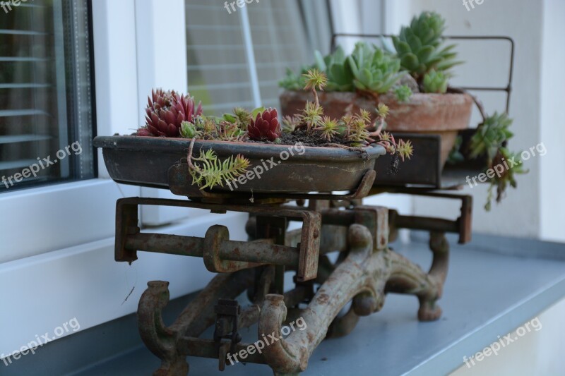 Netřesk Weight Garden Scales Rock Plants