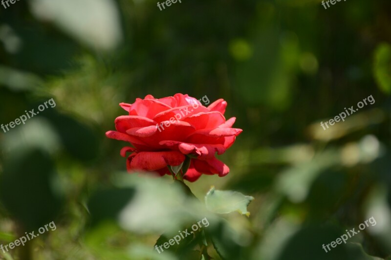 Rose Red Rose Flower Flower Nature