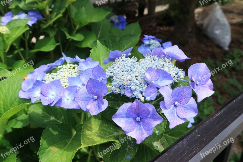 Hydrangea Blue-violet Summer Natural Outdoors