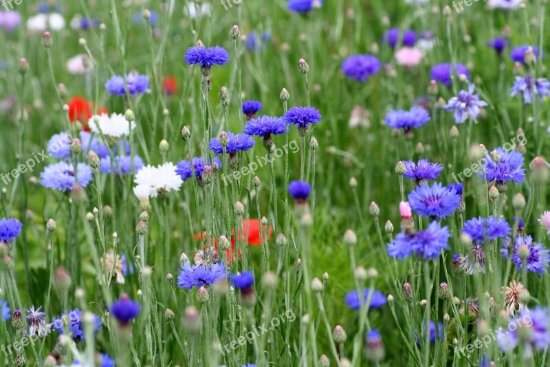 Flowers Botany Flora Petal Spring-flowering