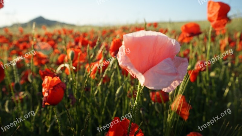 Poppy Pink Wild Flower Spring Apapolas Flower