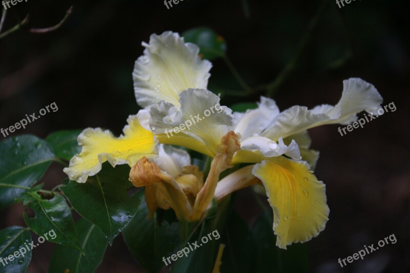 Iris Yellow Flower Yellow Iris Spring