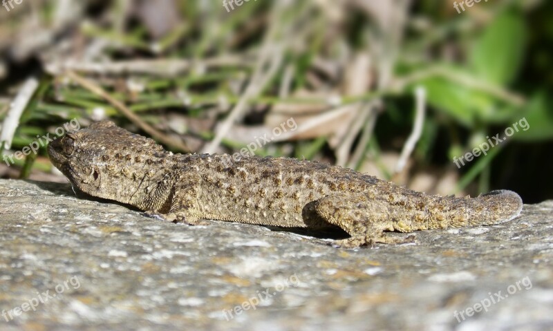 Gecko Dragon Lizard Reptile Rock